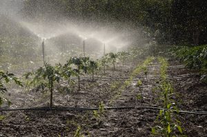 Read more about the article Uses of Harvested Rainwater